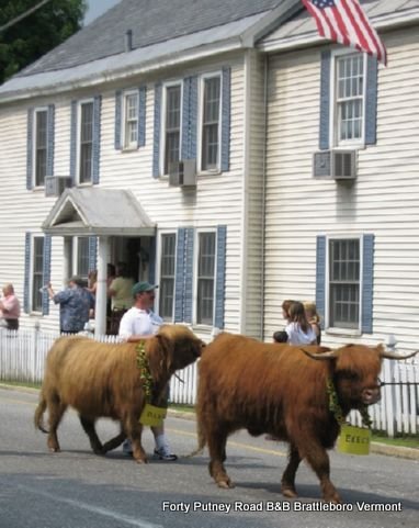 Strolling-of-the-heifers-8