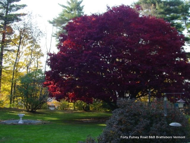 maple_tree_in_fall_008